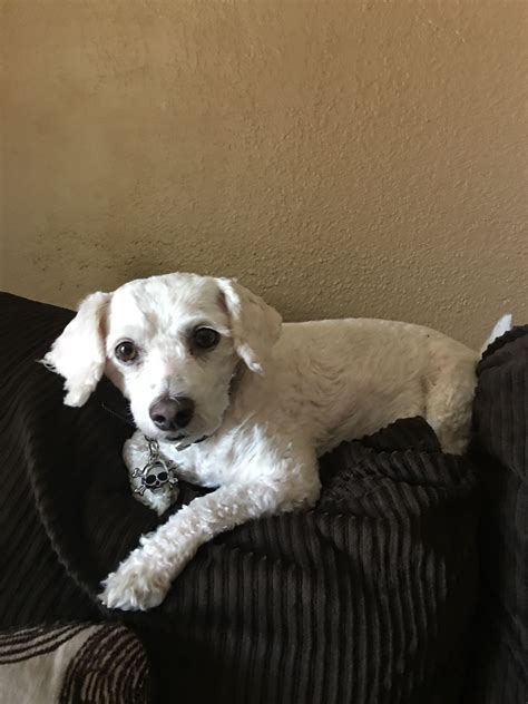 Toy Poodle with Maltese (Maltipoo ) · West Palm Beach · 12/7 pic. . Craigslist pets south florida